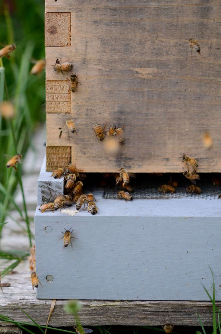 Seattle Urban Farm Company Bees, Gardenista